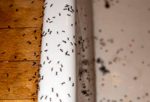 Professional Pest Control in Apex, NC
